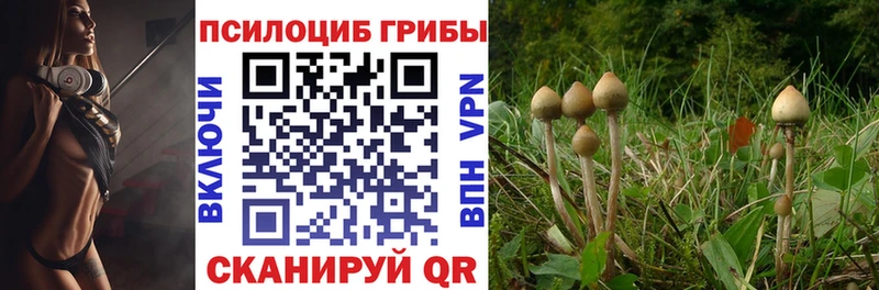 Псилоцибиновые грибы Psilocybine cubensis Котовск